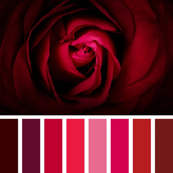 Palette rose écarlate — Photo