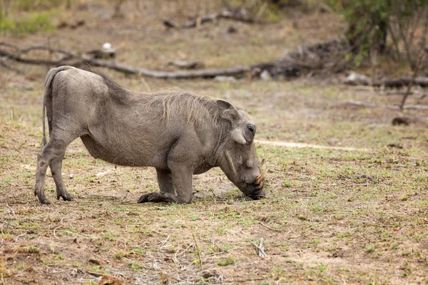 Phacochère brouteur dans le parc national Kruger — Photo