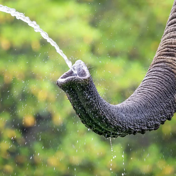 Elefante tomando una copa — Foto de Stock