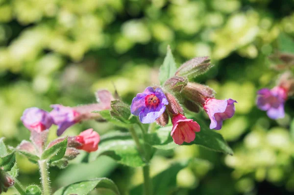 Pulmonaria 꽃 초원에서 — 스톡 사진