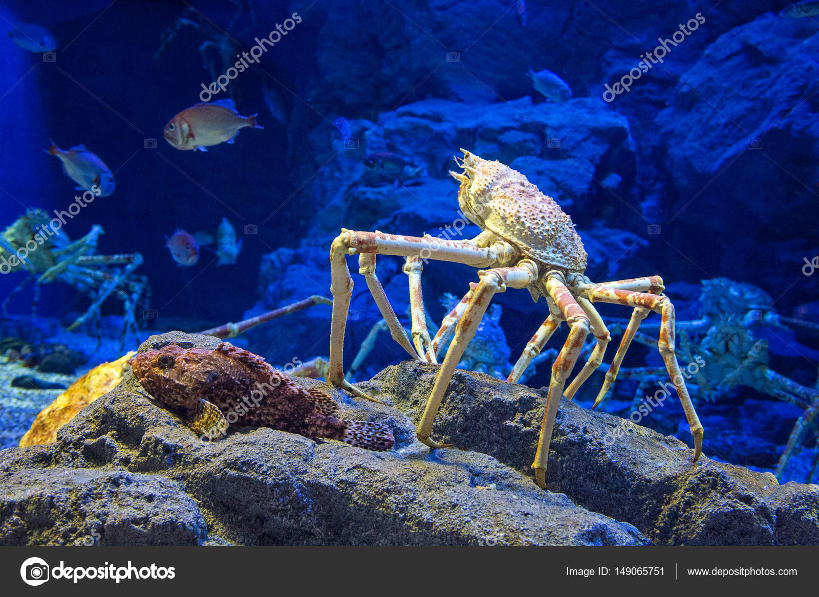 Japanese Spider Crab Stock Photo By C Rixipix Japanese Spider Crab Stock Photo By C Rixipix