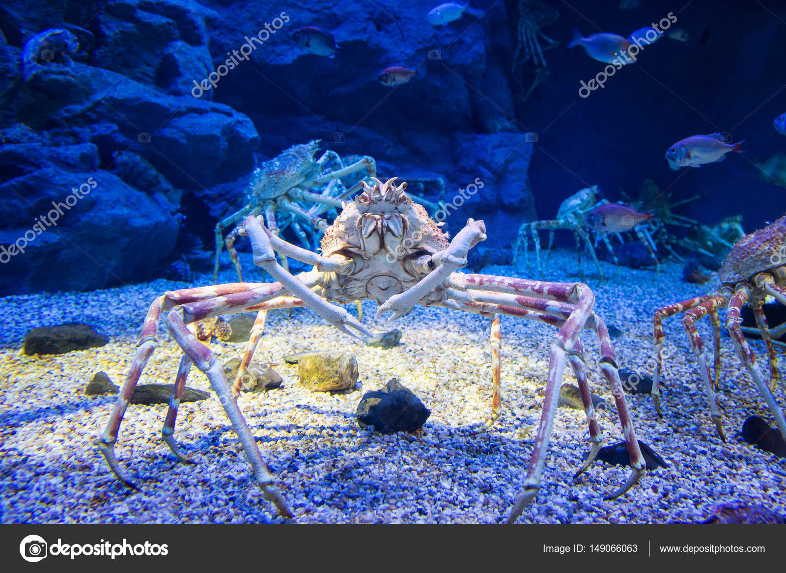 240 Japanese Spider Crab Stock Photos Free Royalty Free Japanese Spider Crab Images Depositphotos 240 Japanese Spider Crab Stock Photos Free Royalty Free Japanese Spider Crab Images Depositphotos