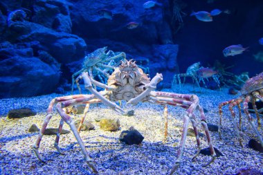 Japanese spider crab clipart