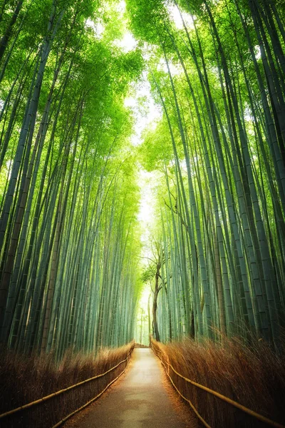 Jalan setapak melalui hutan bambu Kyoto — Stok Foto