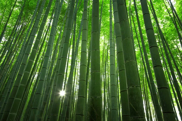 Bamboo grove Kyoto — Stock Photo, Image