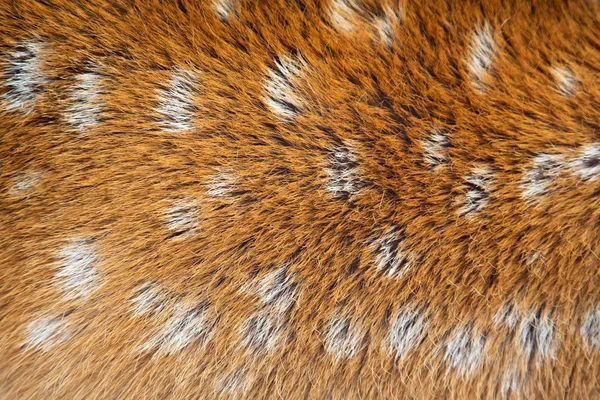 Piel de ciervo Sika — Foto de Stock