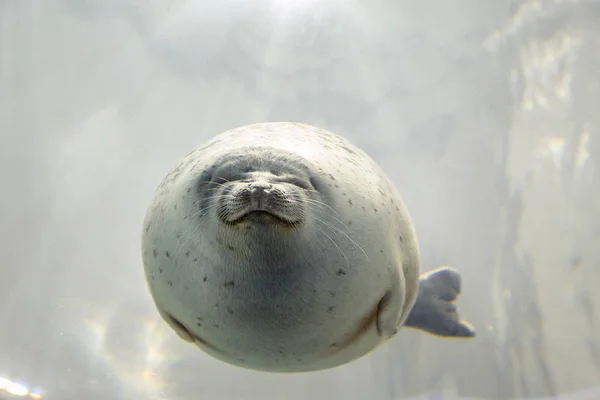 Seelöwe unter Wasser — Stockfoto