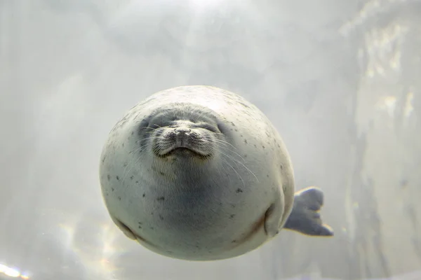 水中の海のライオン — ストック写真