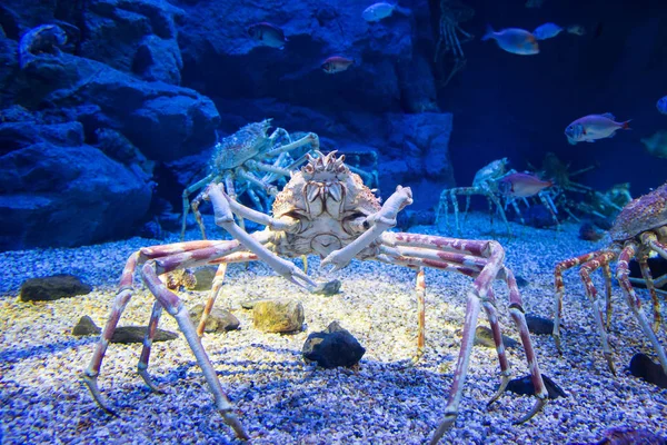 Cangrejo araña japonés — Foto de Stock