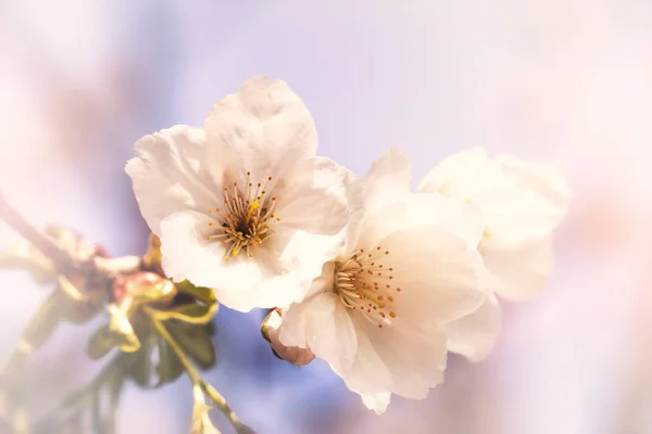 Flor de cerejeira na luz solar — Fotografia de Stock