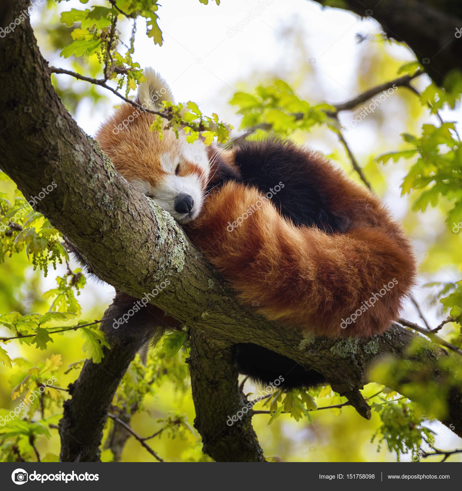 Red Panda In A Tree