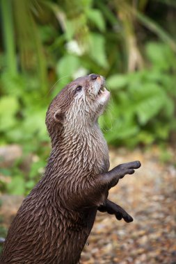 Oriental small-clawed otter clipart