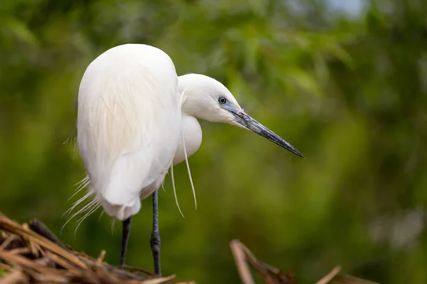 Pequeña garza blanca — Foto de Stock