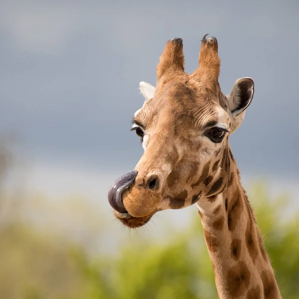 Girafe africaine avec langue sortie — Photo