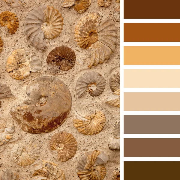 Ammonite fossils and palette — Stock Photo, Image