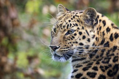 Young adult Amur Leopard.  clipart