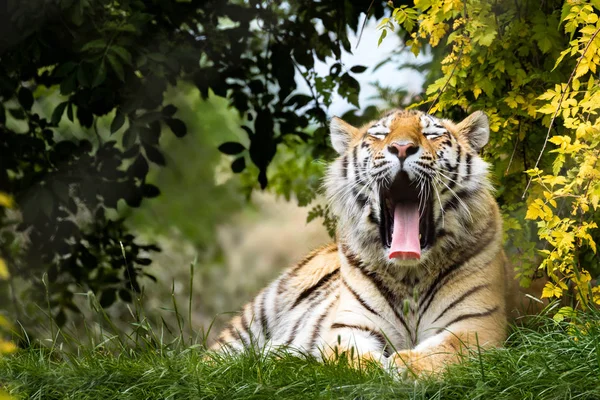 Jovem adulto tigre siberiano — Fotografia de Stock