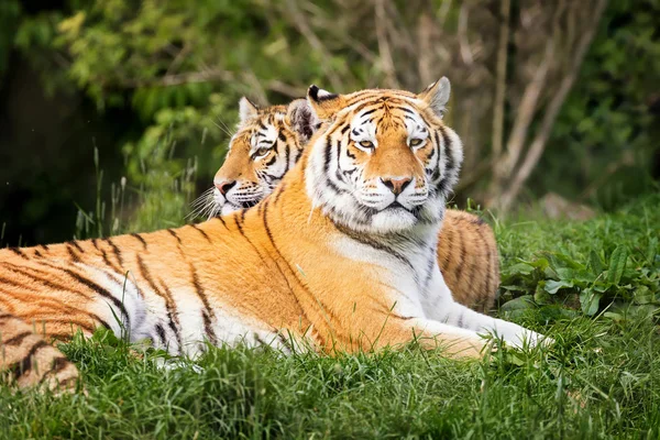 Dwóch młodych dorosłych tygrysy syberyjskie — Zdjęcie stockowe