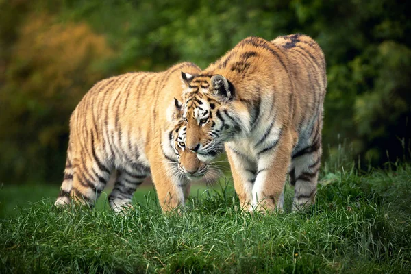 Dois jovens tigres siberianos adultos — Fotografia de Stock