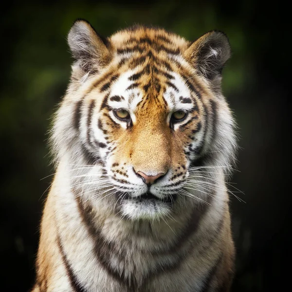 Молодий сибірський тигр — стокове фото