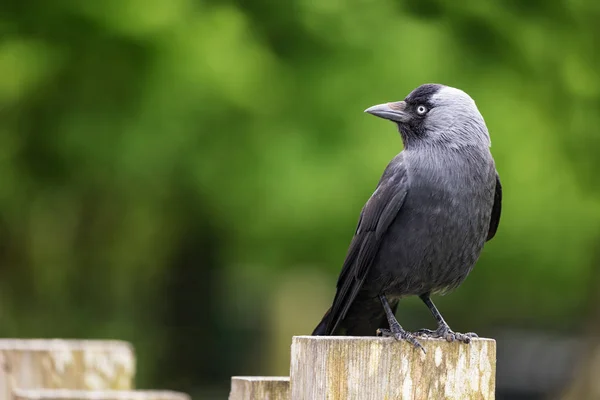 Adult jackdaw on a fence post — Stock Photo, Image