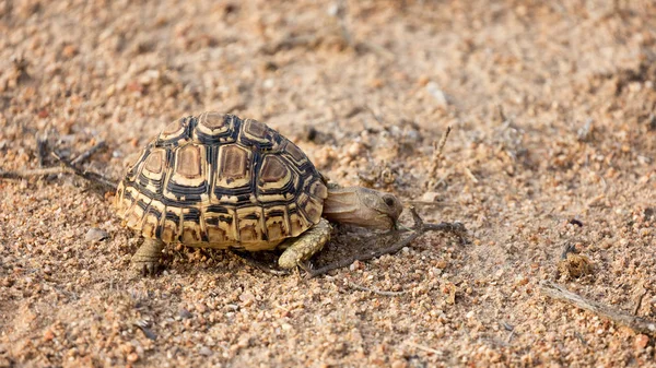 Comer tortuga leopardo — Foto de Stock