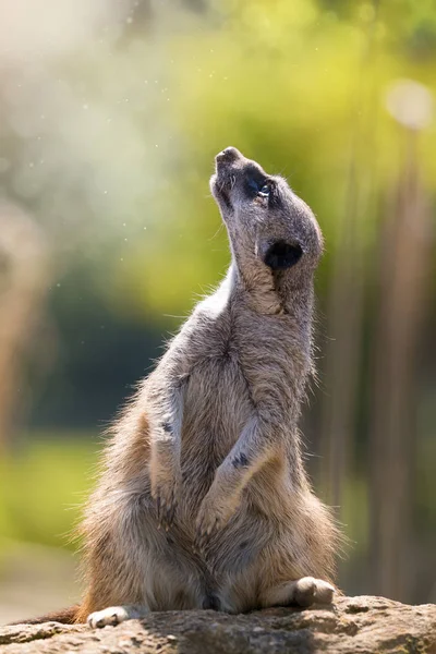 Meerkat mágico olhando para o pó de fada — Fotografia de Stock