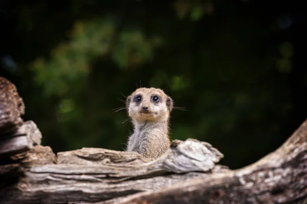 Meerkat espantado emergindo da toca — Fotografia de Stock