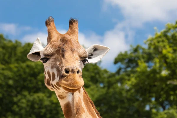 Giraffe portret vooraanzicht — Stockfoto