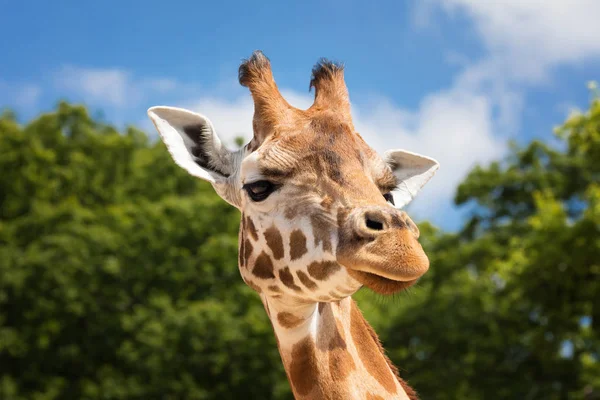 Giraffe portret vooraanzicht — Stockfoto