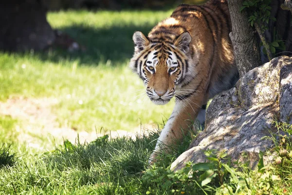Szibériai tigris derül ki az aljnövényzet — Stock Fotó