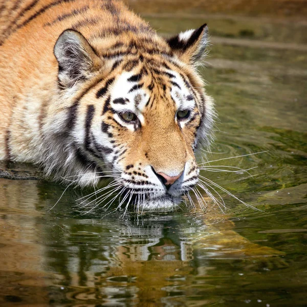Sibiřský tygr ve vodě — Stock fotografie