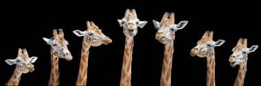 Seven giraffes with different facial expressions clipart