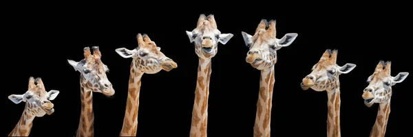 Sete girafas com diferentes expressões faciais — Fotografia de Stock