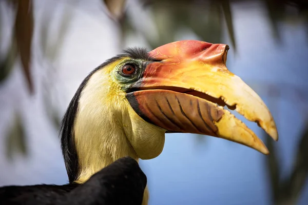 Pomarszczony hornbill zbliżenie — Zdjęcie stockowe