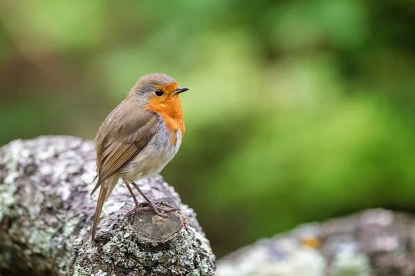 Adulto robin empoleirado em um log — Fotografia de Stock