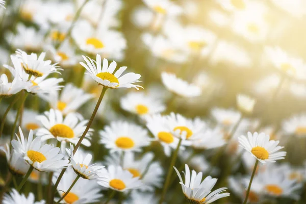 Nahaufnahme einer Gänseblümchenwiese — Stockfoto