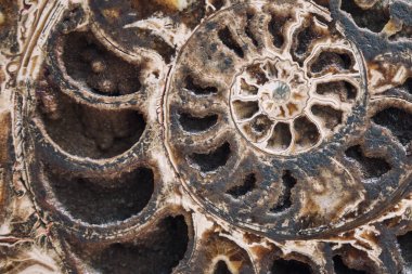 Ammonite cross section clipart