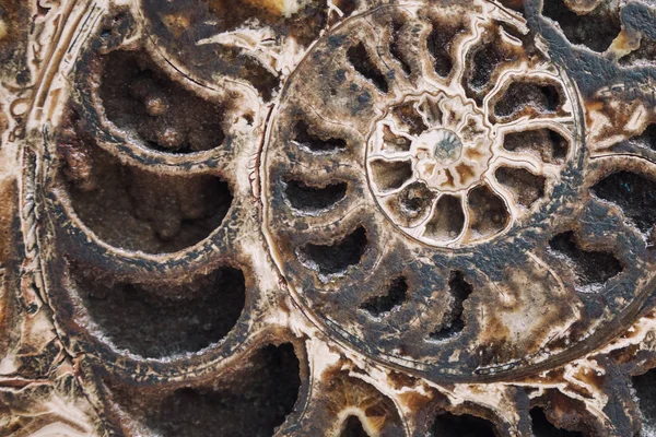 Sezione trasversale di ammonite — Foto Stock