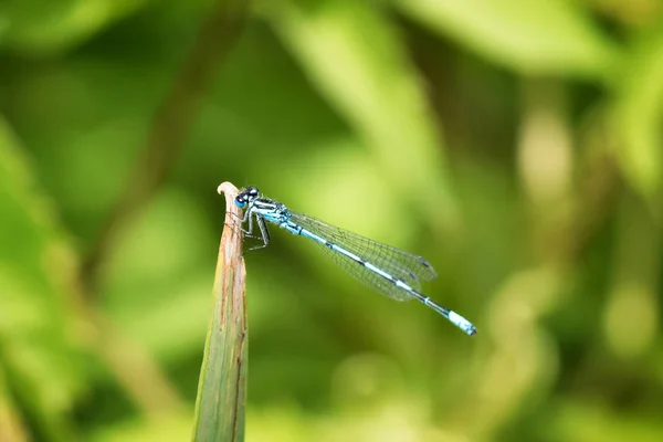 Mouche bleue commune — Photo