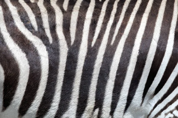 Hintergrund Zebrahaut. — Stockfoto