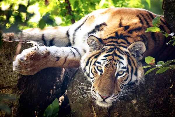 Tigre siberiano descansando no undergrowth — Fotografia de Stock