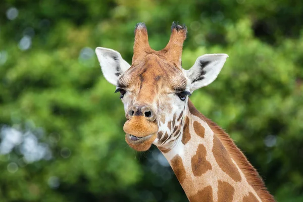 Komische giraffe portret — Stockfoto