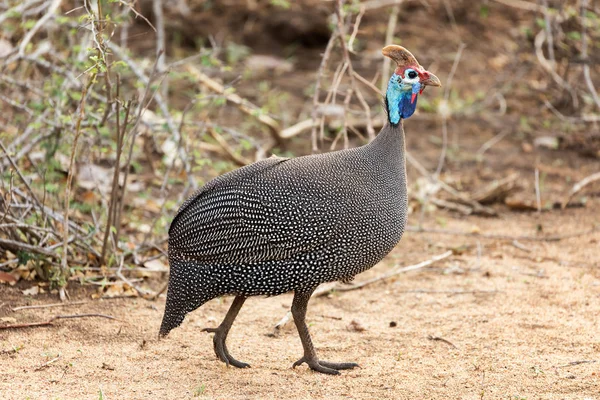 Adult Helmeted guninea fowl — Stock Image Adult Helmeted guninea fowl Stock Image