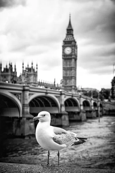 Mouette et Big Ben — Photo