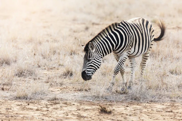 Burchell zebra pastoreio no parque — Fotografia de Stock
