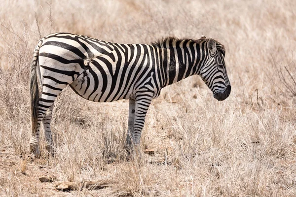 Zebra com cicatriz cicatrizada — Fotografia de Stock