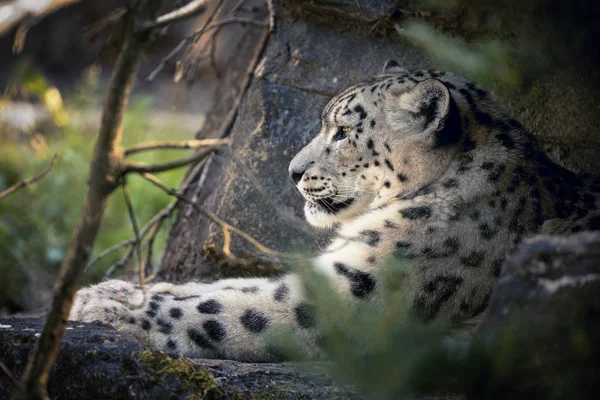 Um leopardo adulto da neve descansa — Fotografia de Stock