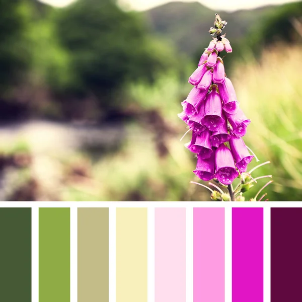 Foxglove fleur dans le parc national de Snowdonia — Photo