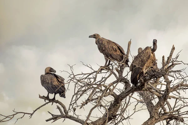 Buitres en un árbol muerto . — Foto de Stock